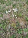Saxifraga granulata