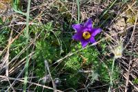Pulsatilla vulgaris