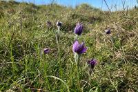 Pulsatilla vulgaris