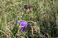 Pulsatilla vulgaris