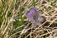 Pulsatilla vulgaris