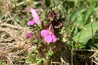 Pedicularis sylvatica