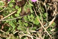 Pedicularis sylvatica