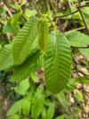 Castanea sativa