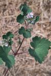 Geranium rotundifolium