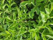 Heracleum sphondylium