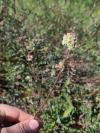 Poterium sanguisorba