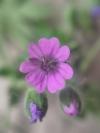 Geranium molle