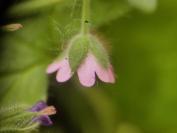 Geranium molle