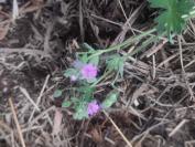 Geranium molle