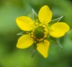 Geum urbanum