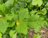 Geum urbanum