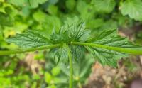 Geum urbanum