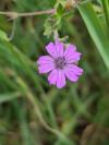 Geranium pyrenaicum