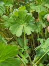 Geranium pyrenaicum