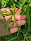 Geranium dissectum