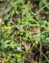 Senecio vulgaris
