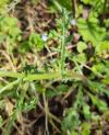 Senecio vulgaris