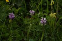 Orchis simia