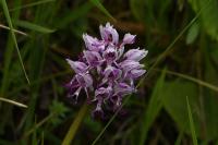 Orchis simia