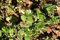 Arenaria serpyllifolia