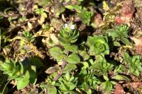 Arenaria serpyllifolia