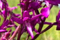 Anacamptis laxiflora