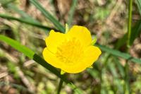 Ranunculus paludosus