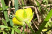 Ranunculus paludosus