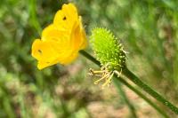 Ranunculus paludosus