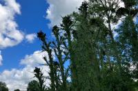 Cirsium palustre