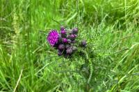 Cirsium palustre