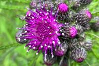 Cirsium palustre