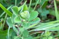 Lotus pedunculatus