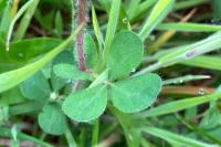 Lotus pedunculatus