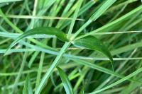 Stellaria graminea