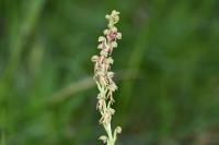 Orchis anthropophora