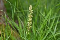 Orchis anthropophora