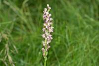 Orchis x bergonii