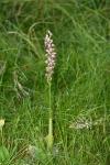Orchis x bergonii
