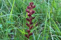 Orobanche gracilis