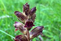 Orobanche gracilis