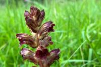 Orobanche gracilis
