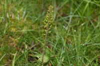 Neottia ovata