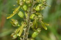 Neottia ovata