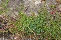 Linum catharticum