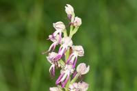 Orchis x bergonii