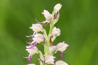 Orchis x bergonii