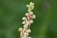 Orchis anthropophora