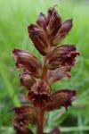 Orobanche gracilis